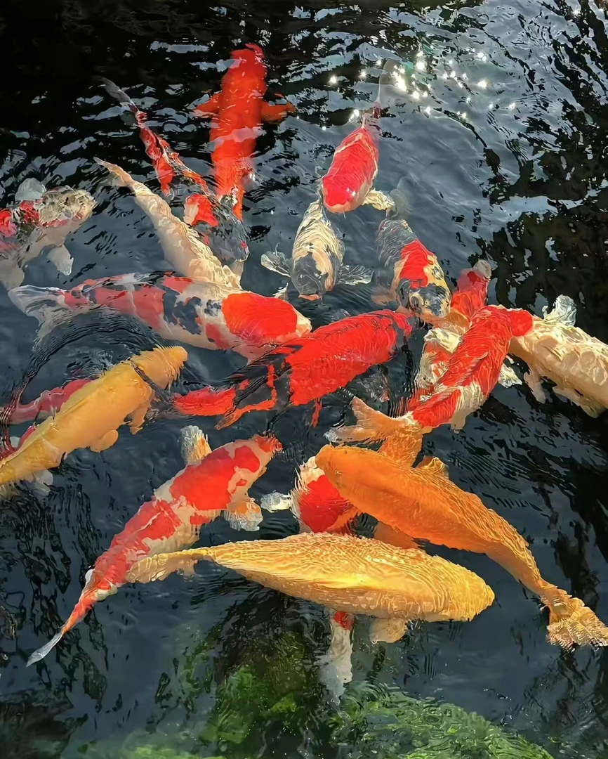 直播一锦鲤活鱼纯种(包邮)红白大正三色招财鱼好养淡水冷水观赏鱼