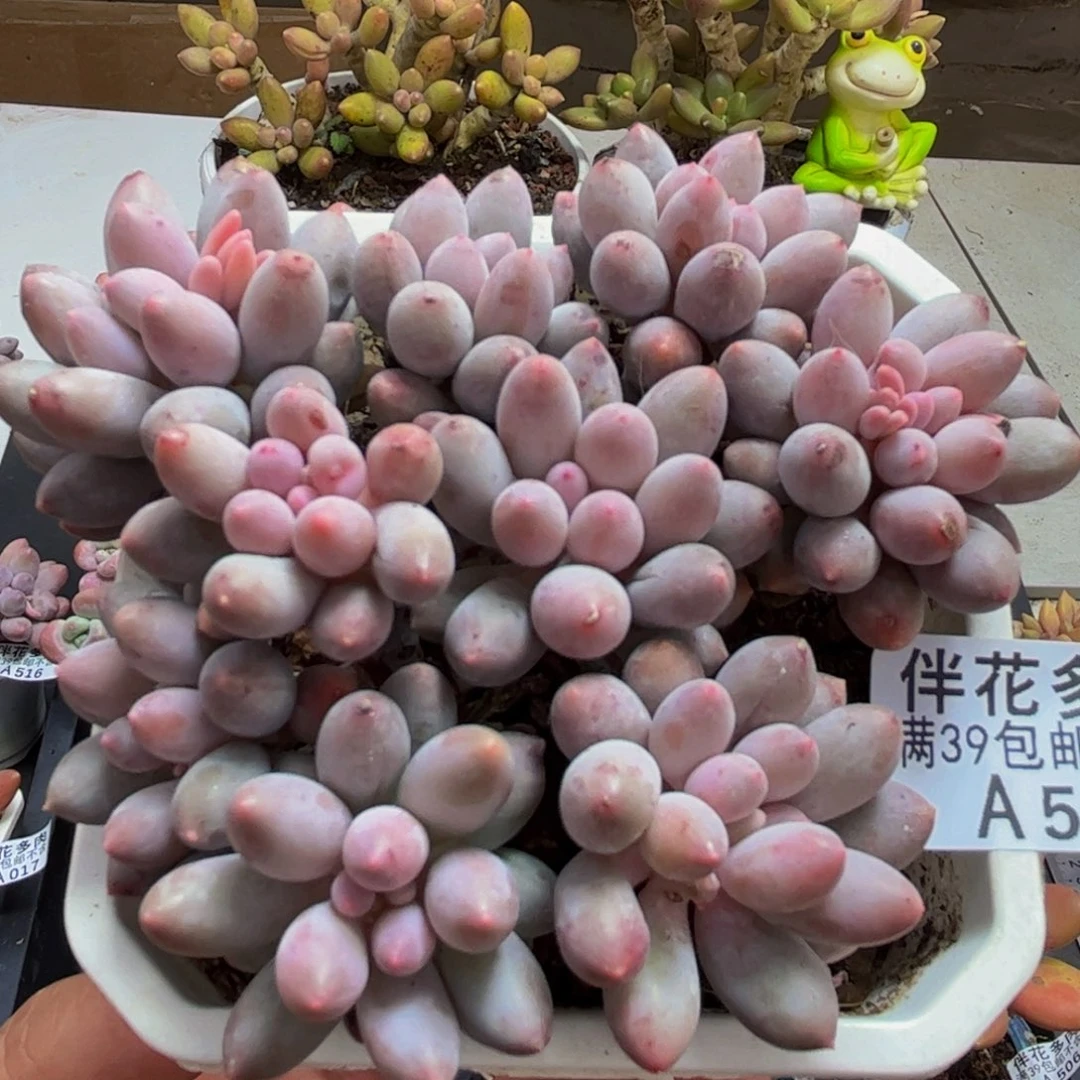 525/8cm手指奶多肉植物