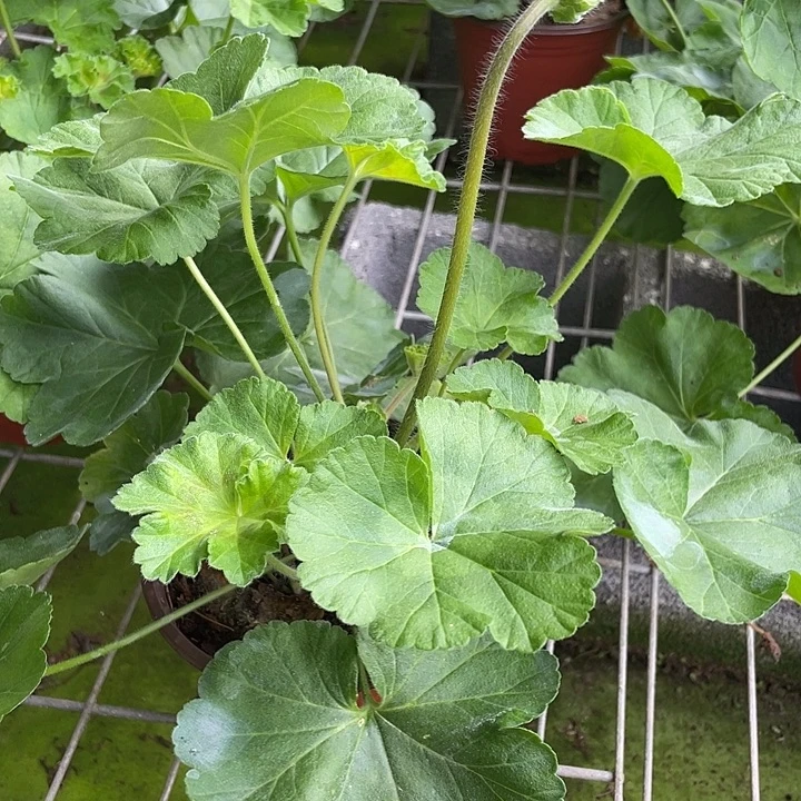 完全开放可爱的维拉 福利款