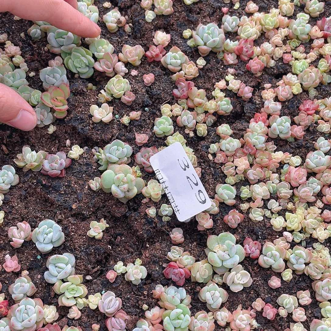 M***琪多肉植物多肉植物320