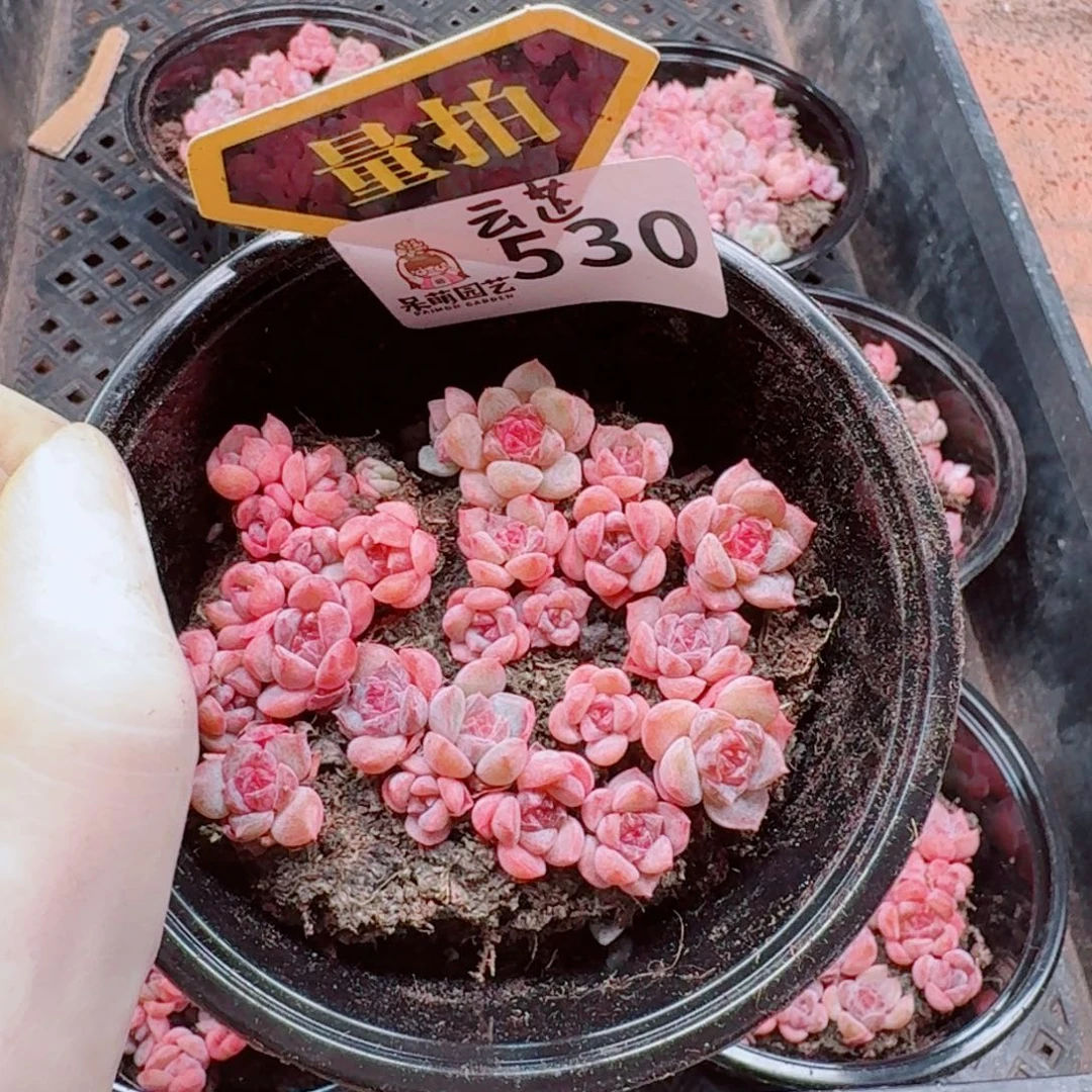 多肉植物多肉植物