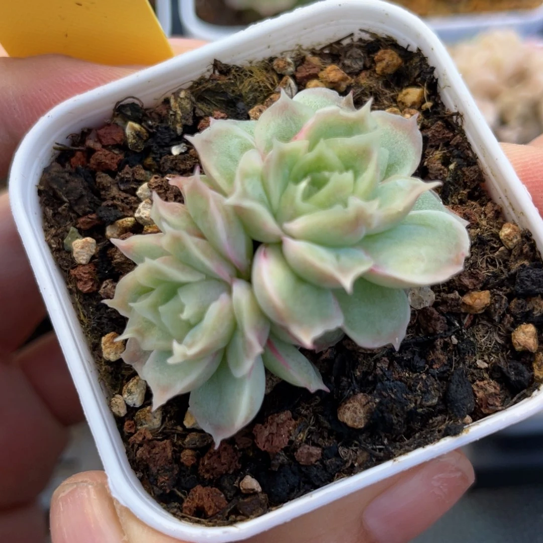 优选水晶虾饺1382