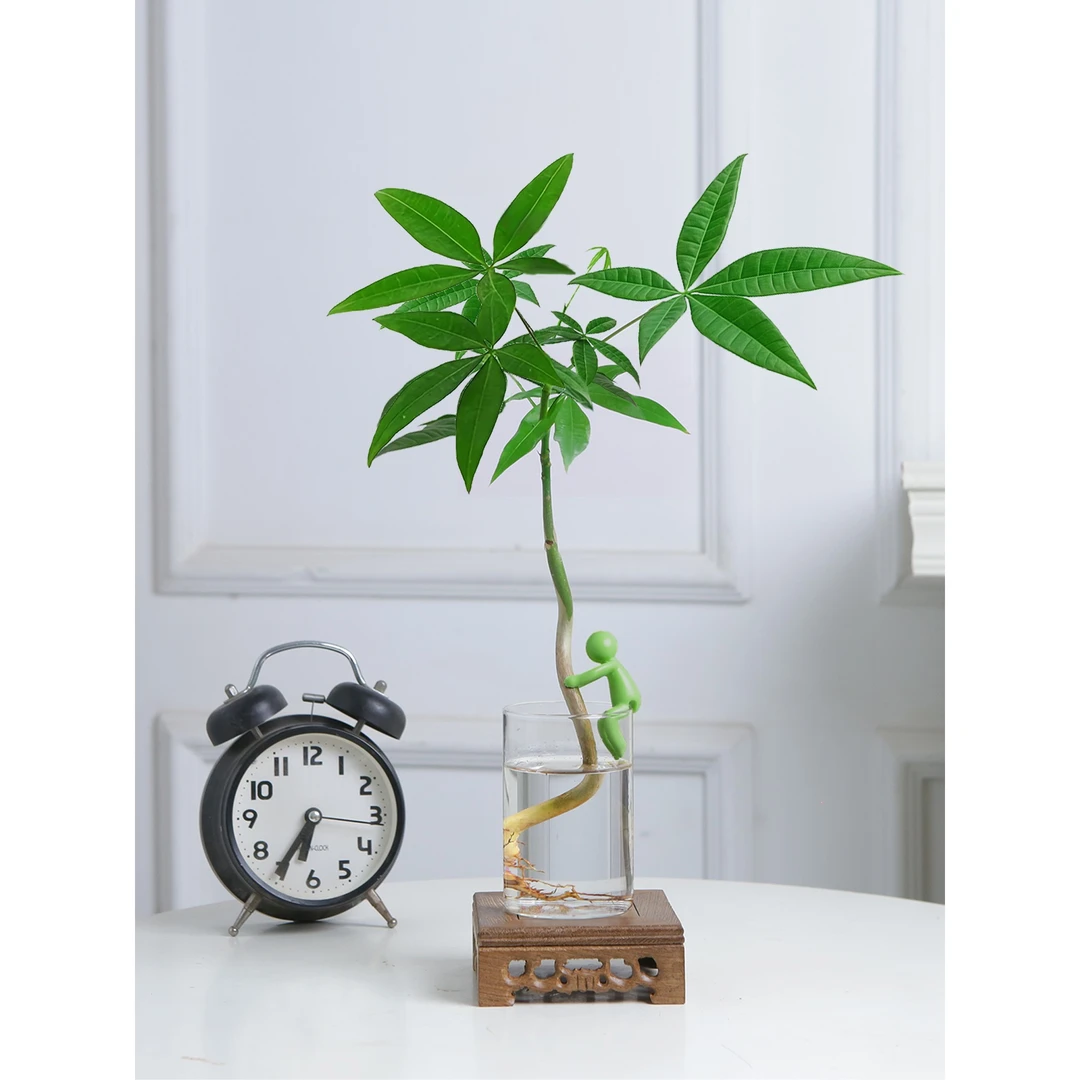 水培发财树办公室桌面盆栽室内四季懒人好养小绿植招财树植物