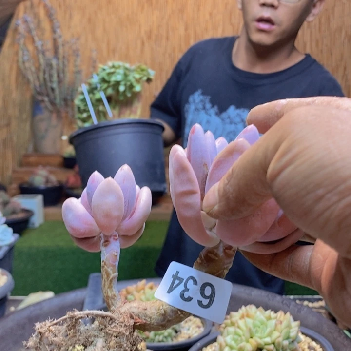 卑***晨634号原始虞美人多肉