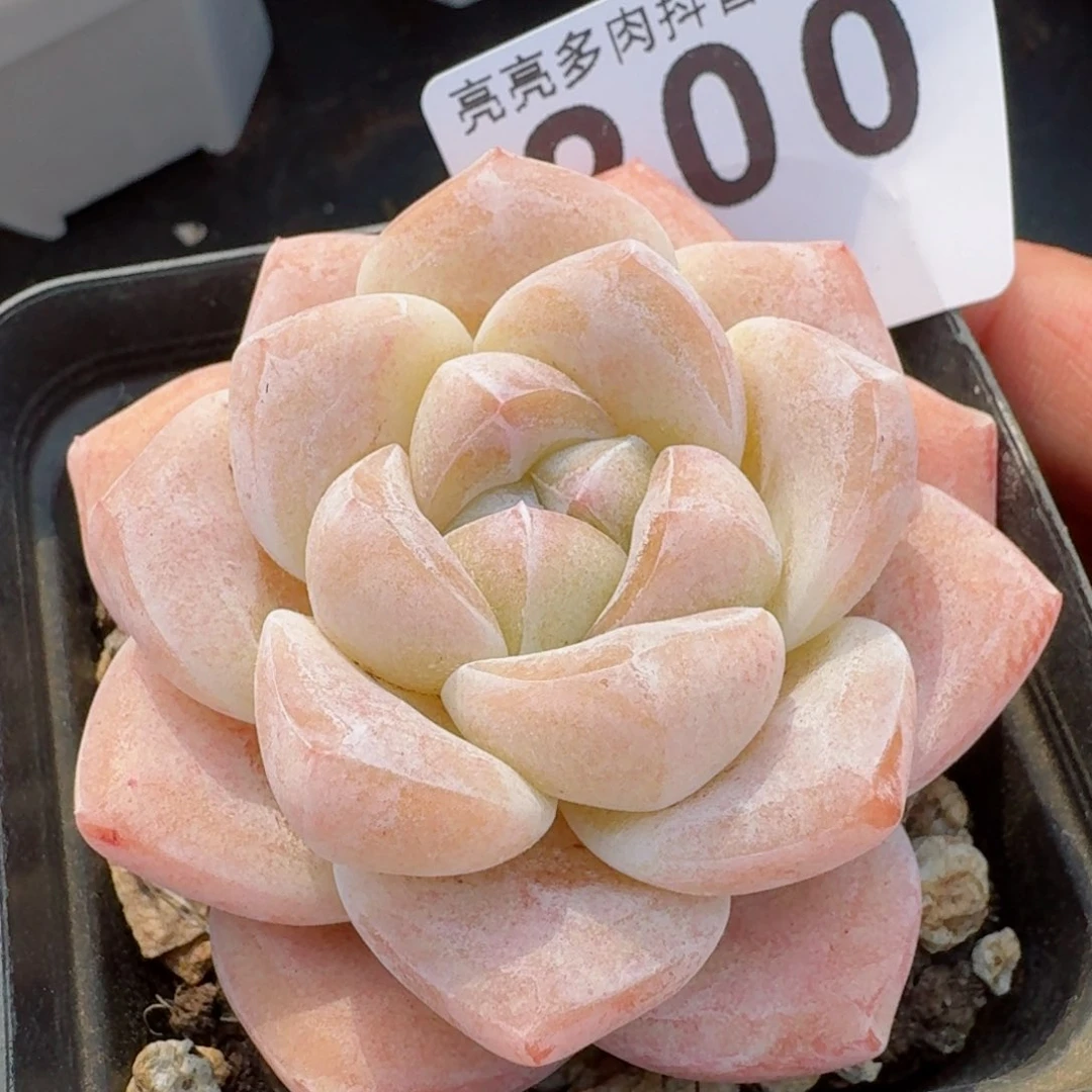 冰玉         多肉植物