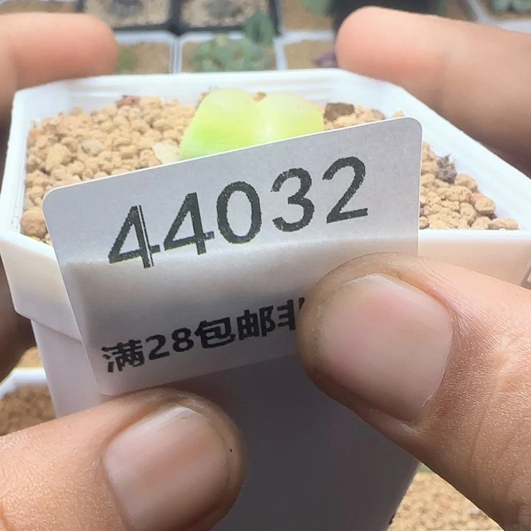 茄***椒开播福利来啦44032