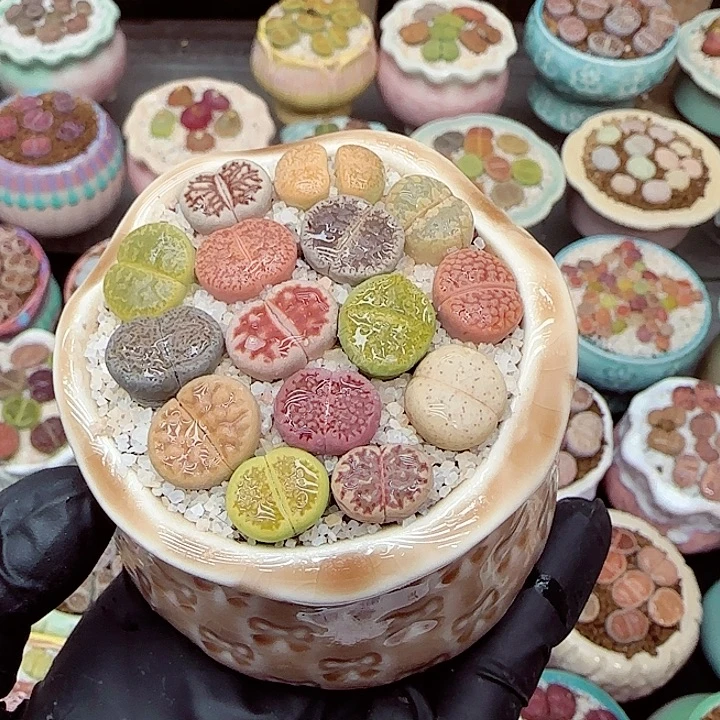 生石花满18包邮1223-1