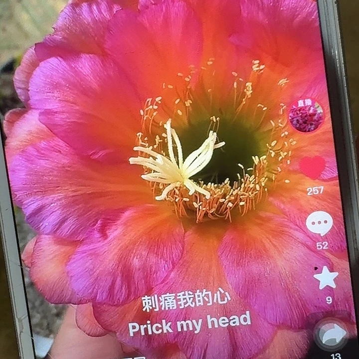 小丑带根高23公分毛花柱