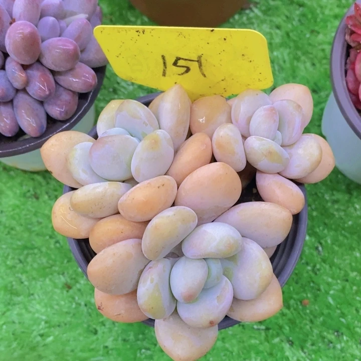 怪****?开心多肉植物多肉