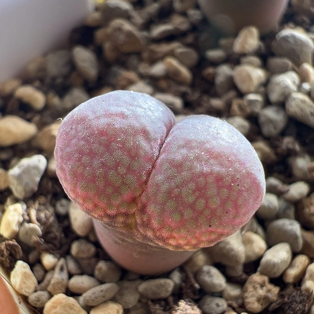 428优选1804.5红宝石