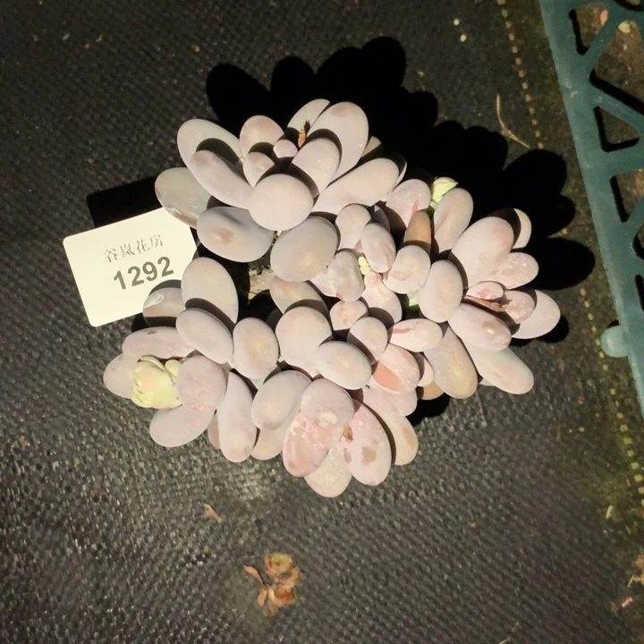 0307下午场，1292一颗