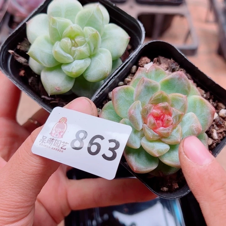 多肉植物多肉植物