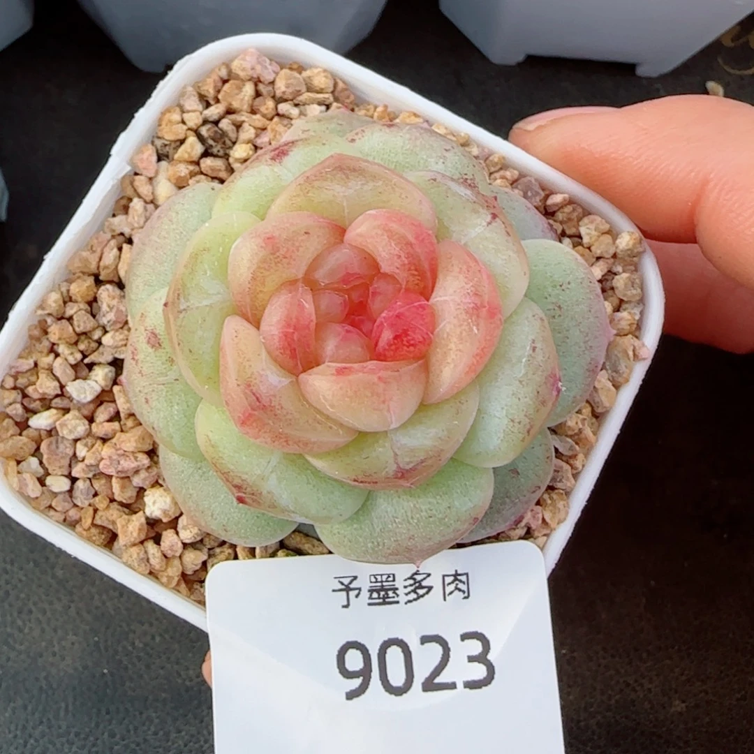 QQ糖，9023多肉植物