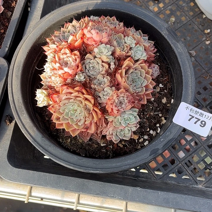 小***宋阿雅园艺。     779沙罗姬