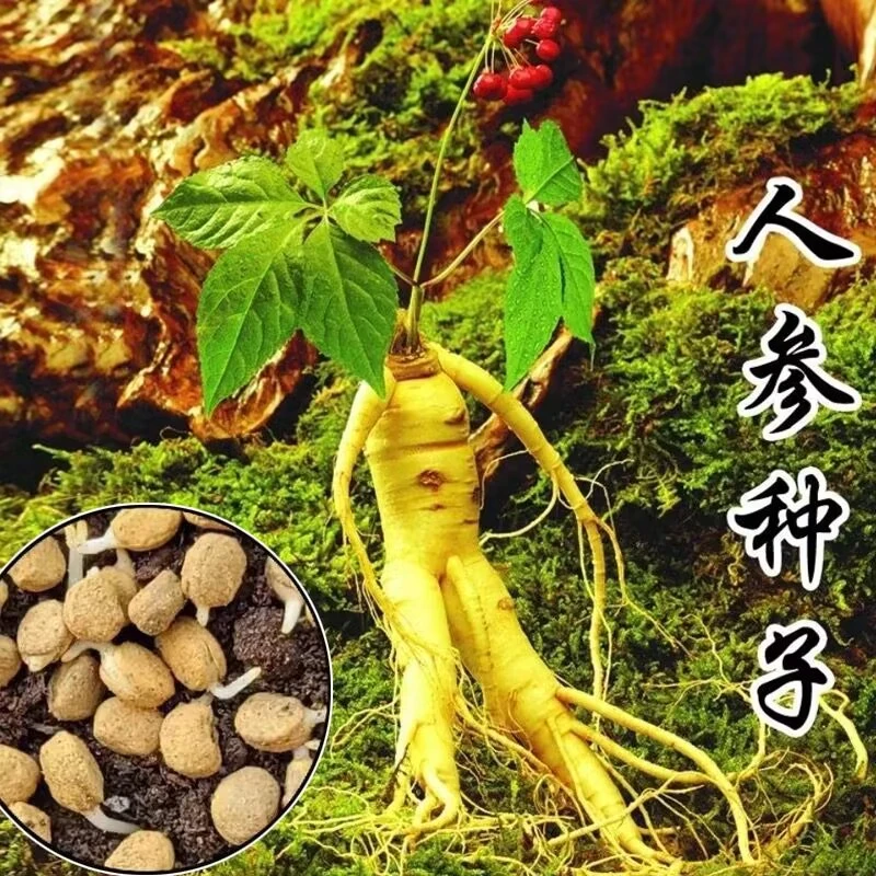 长白山人参种子正宗人参种子四季人工种植阳台小院均可种植简单