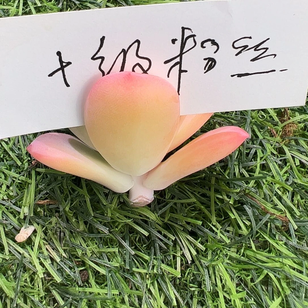 啵****十级粉丝多肉植物锦