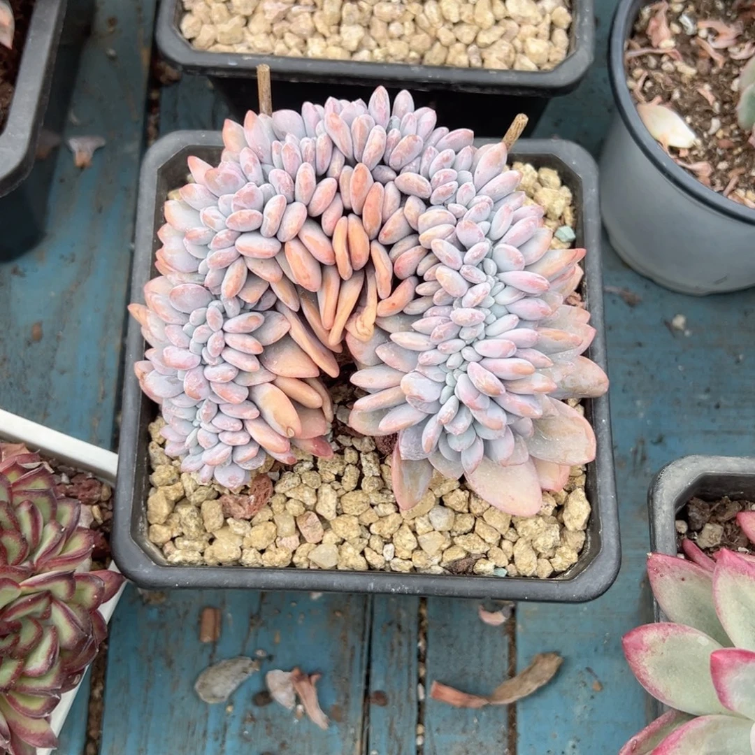 精品多肉植物老桩