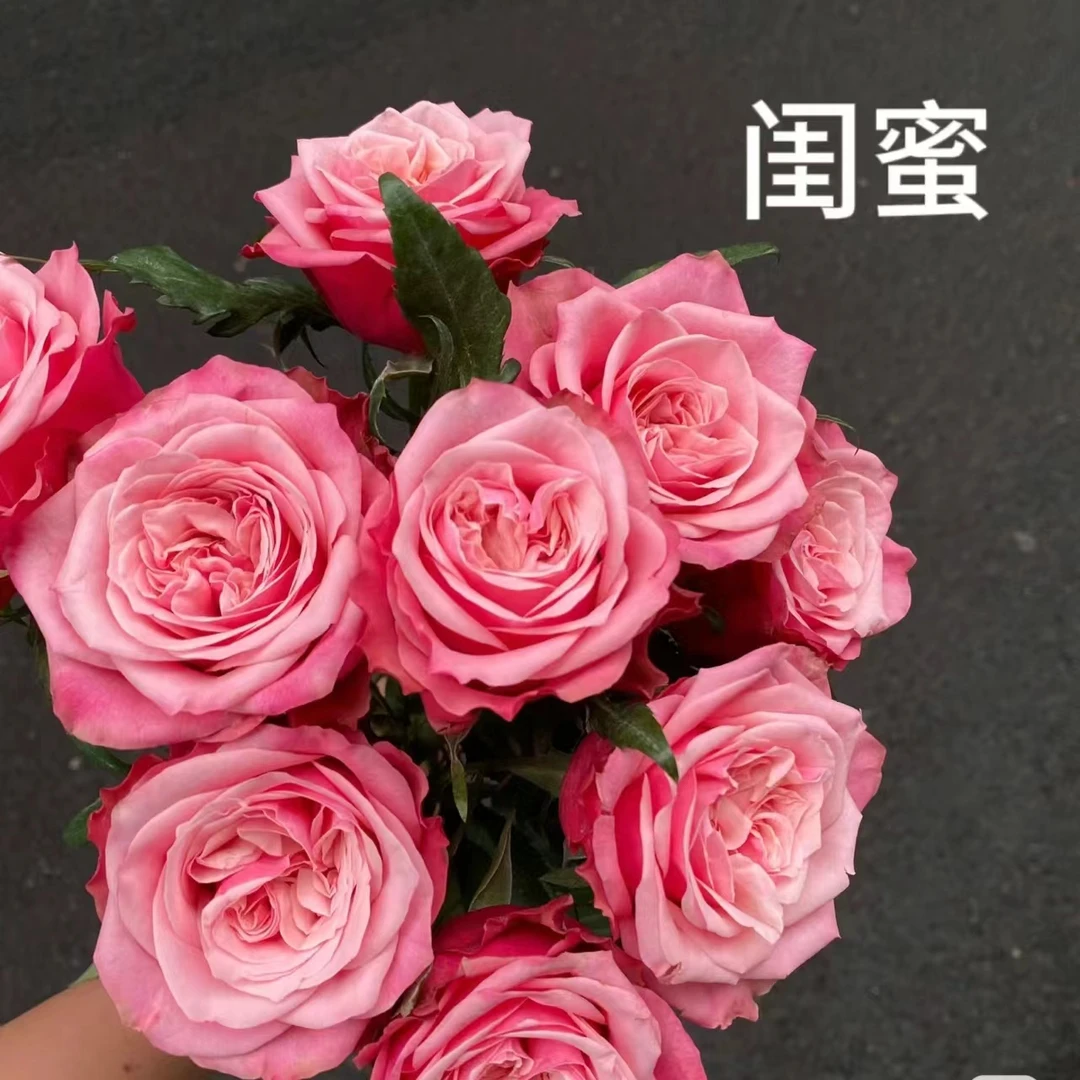 新品月季玫瑰闺蜜中苗 花瓣厚花期长大花粉色