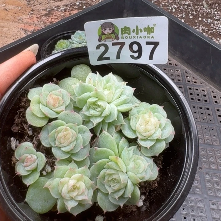 多肉植物多肉植物