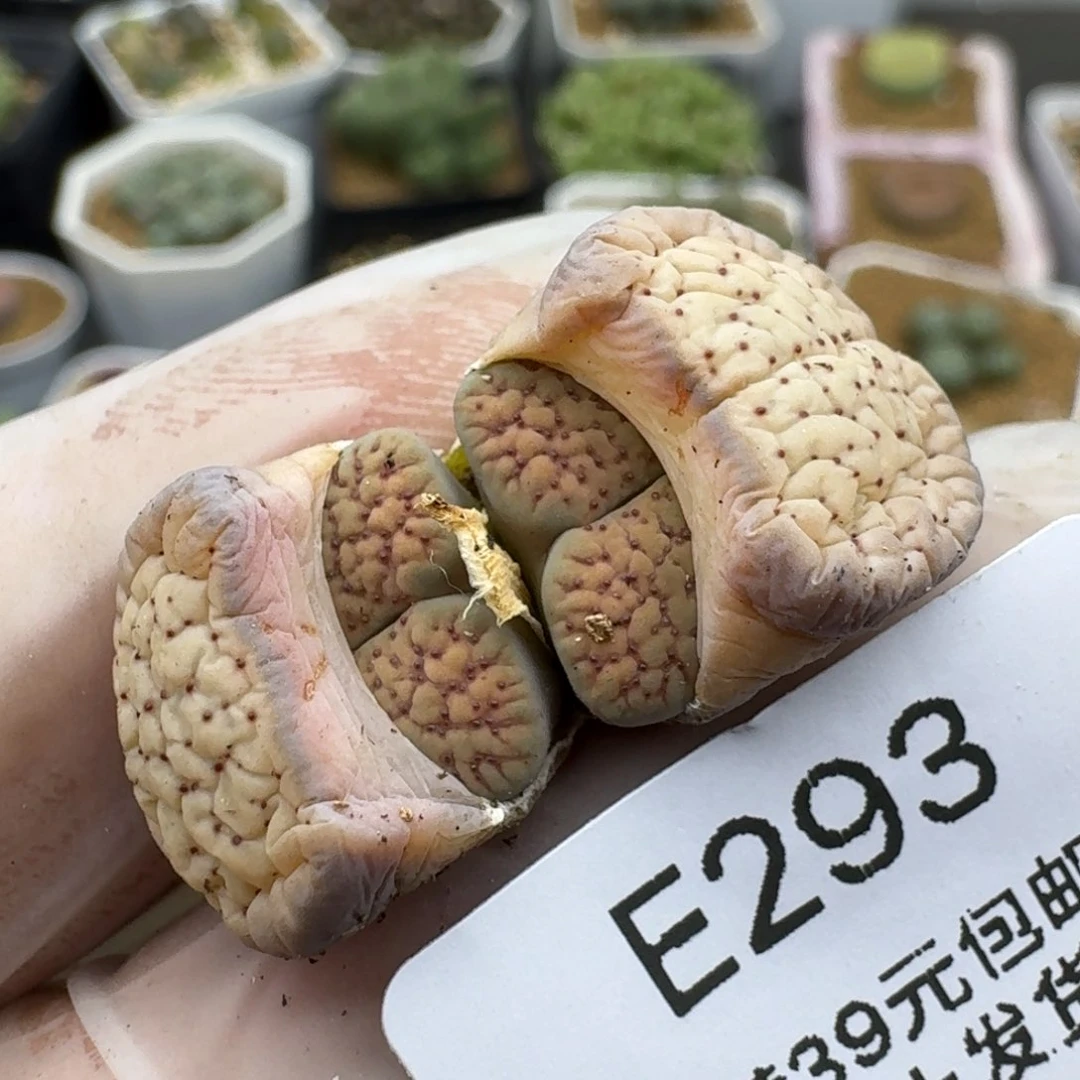 y**o283多肉哈哈哈哈哈哈哈