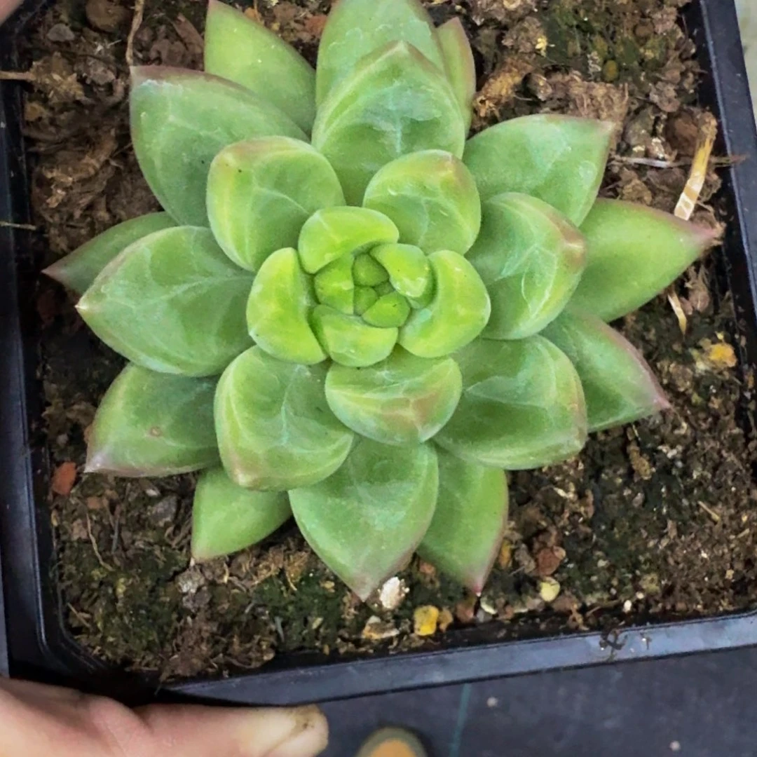 美人杂交 一物一拍