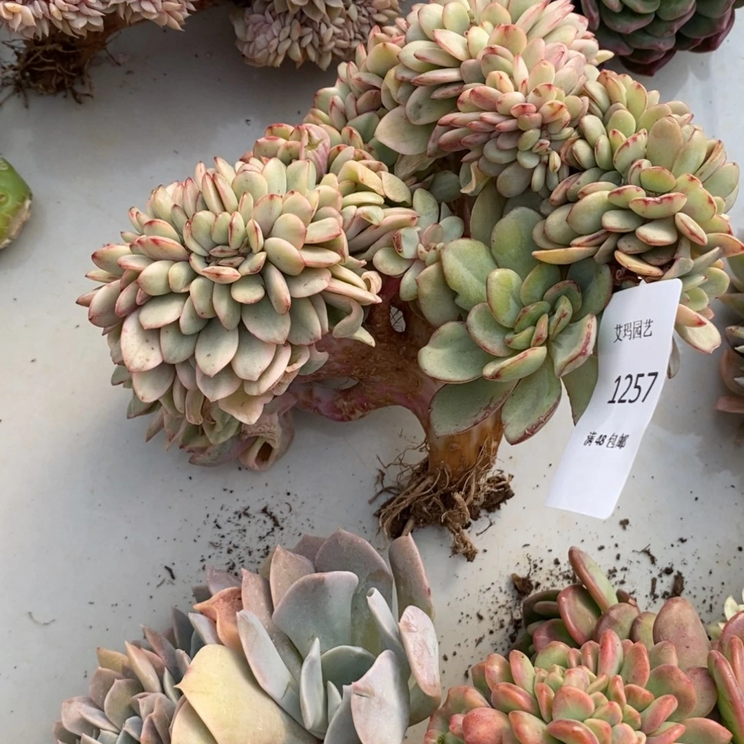 雪碧锦缀化多肉多肉257