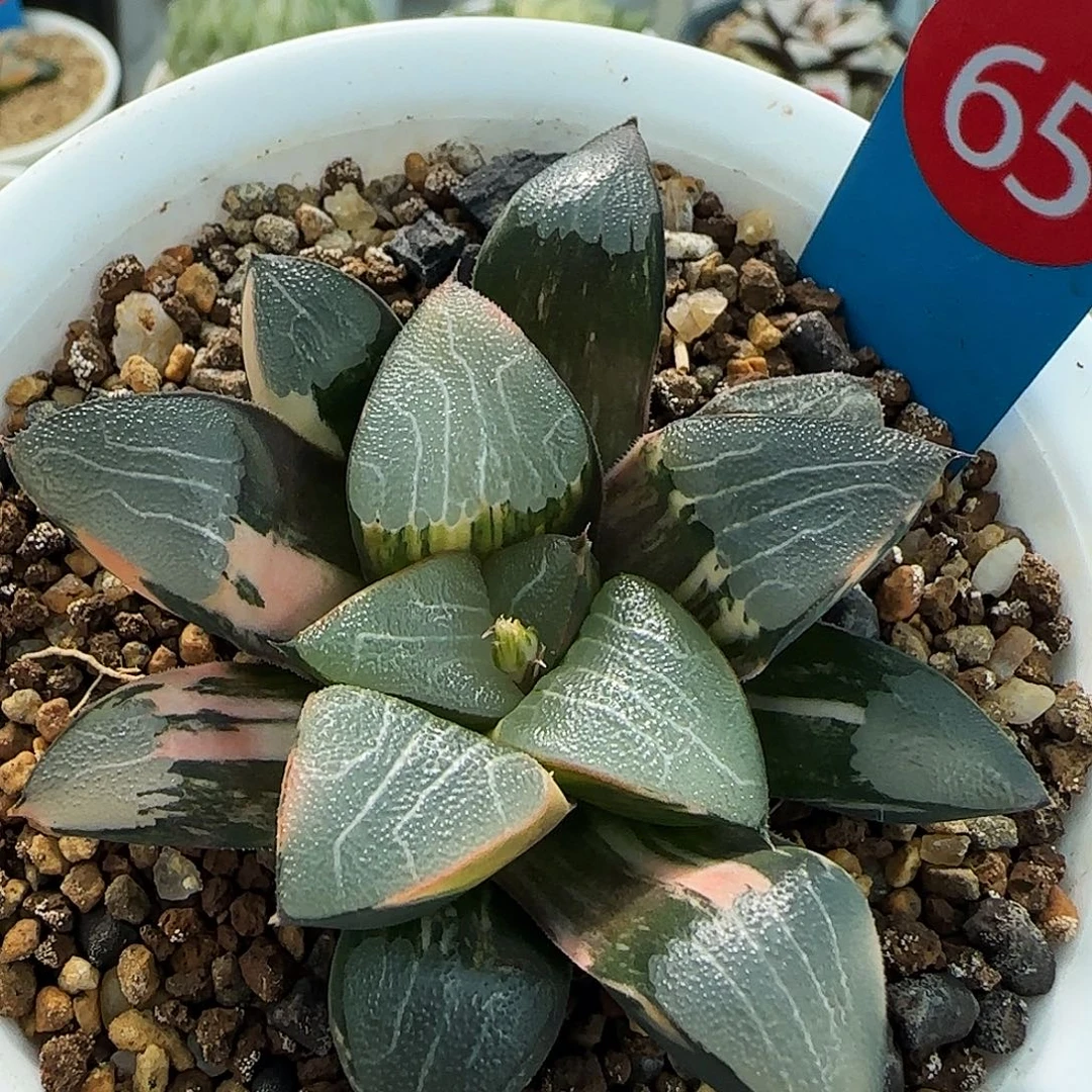 65号实生克锦6.5左右一物一拍带盆土