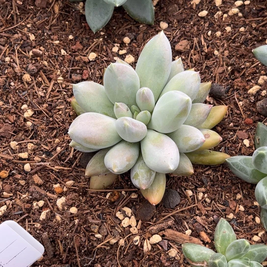 H***a哥特多肉植物单头