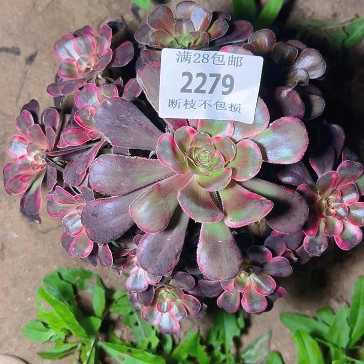 2279丽娜多肉植物保护