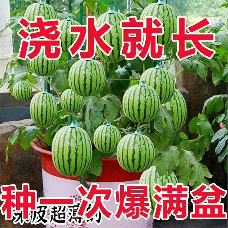 超甜蜂蜜小西瓜种子红玉无籽小西瓜四季种植阳台庭院盆栽水果种子