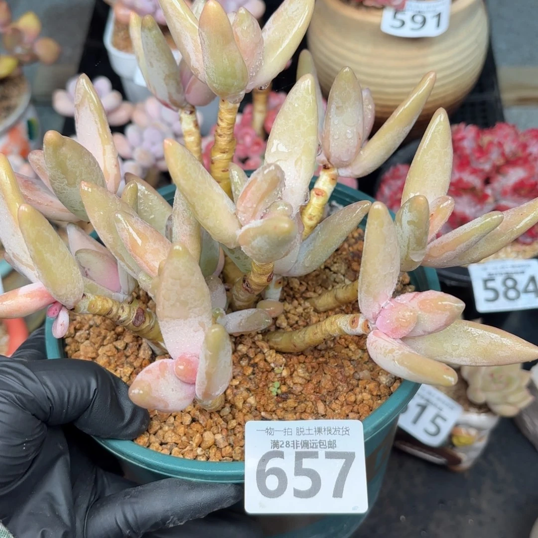 企鹅多肉无盆土发货