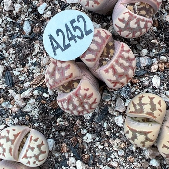 2452.丽虹双头1111111