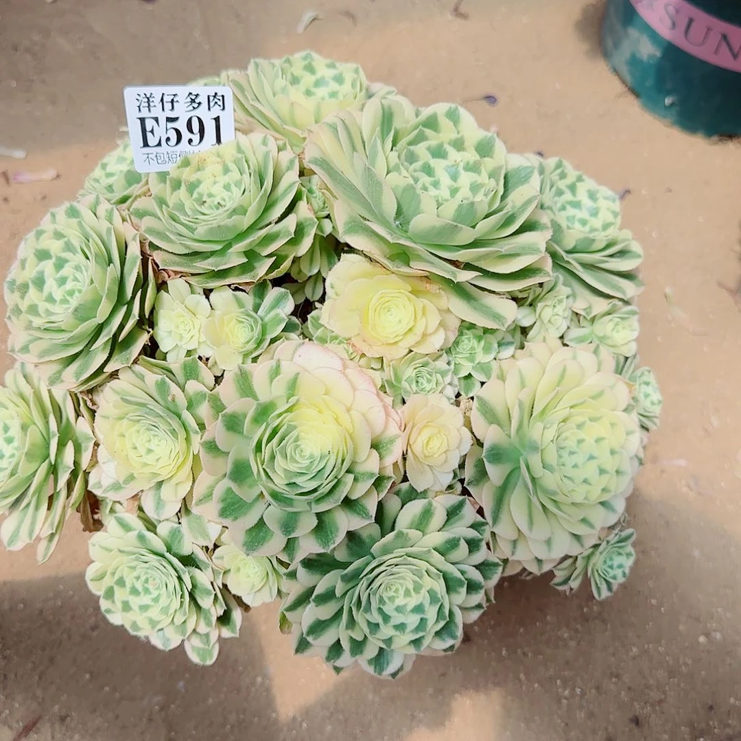 无花朵591迈巴赫 冠幅30左右