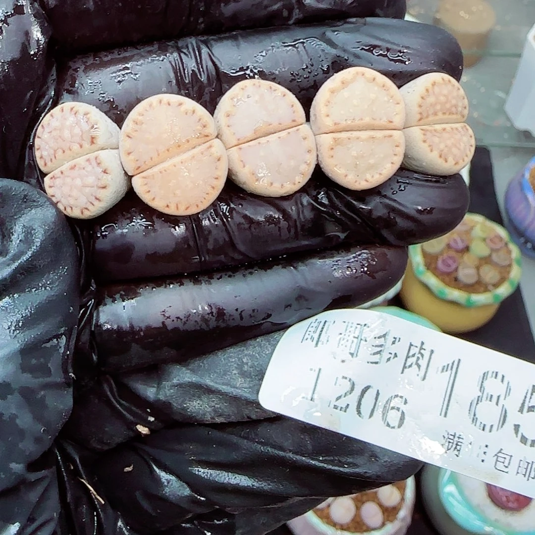 生石花满18包邮1206-185