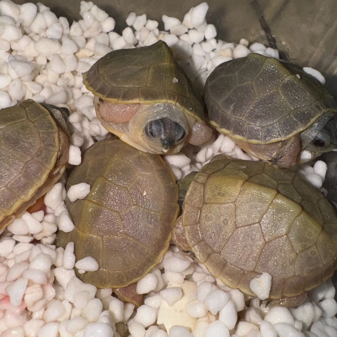 变异巴西观赏龟【直播链接】