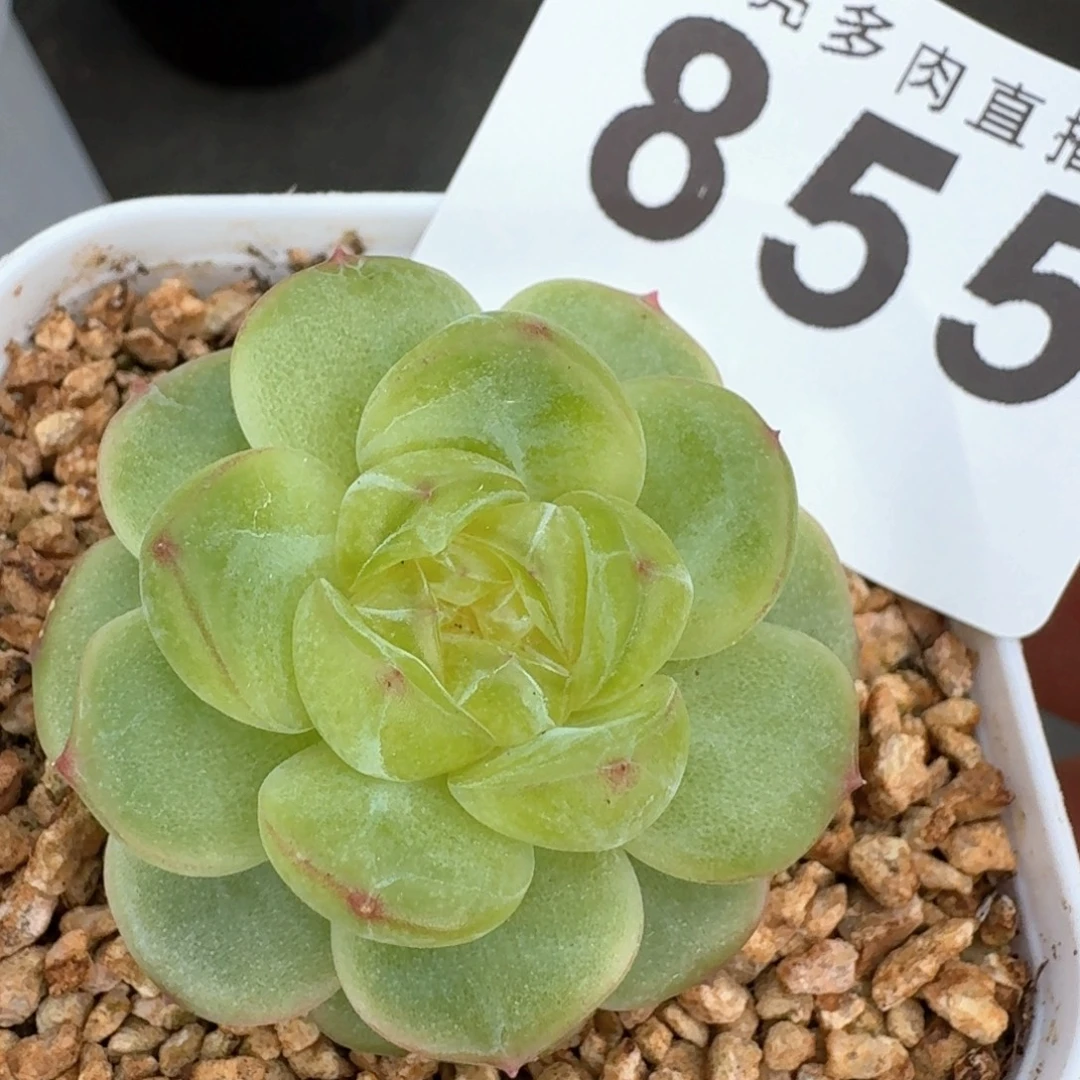 透体珍妮            精美多肉植物
