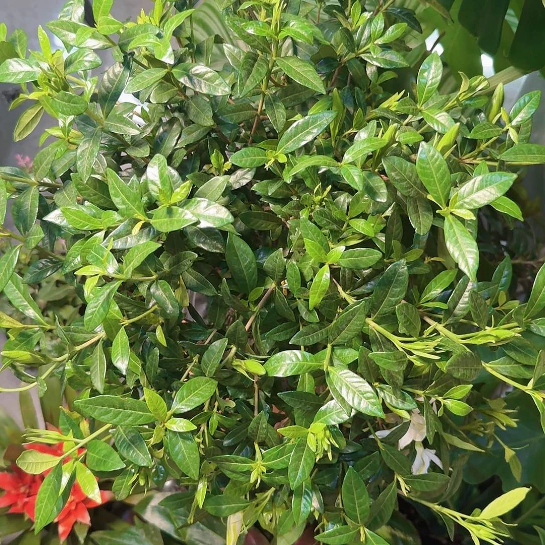 小叶栀子花大颗精品1盆