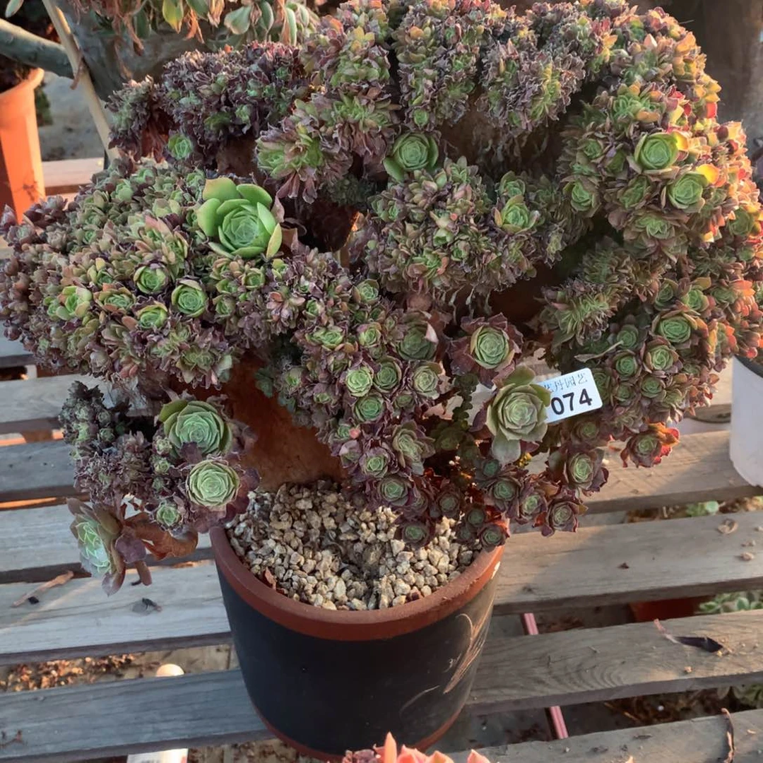 074万圣节朵朵一颗