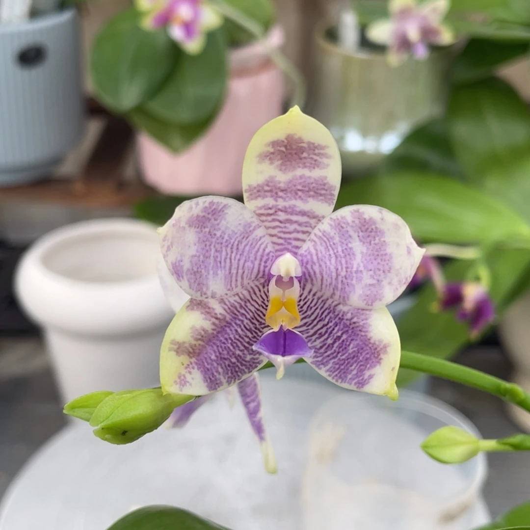 完全开放08开花株