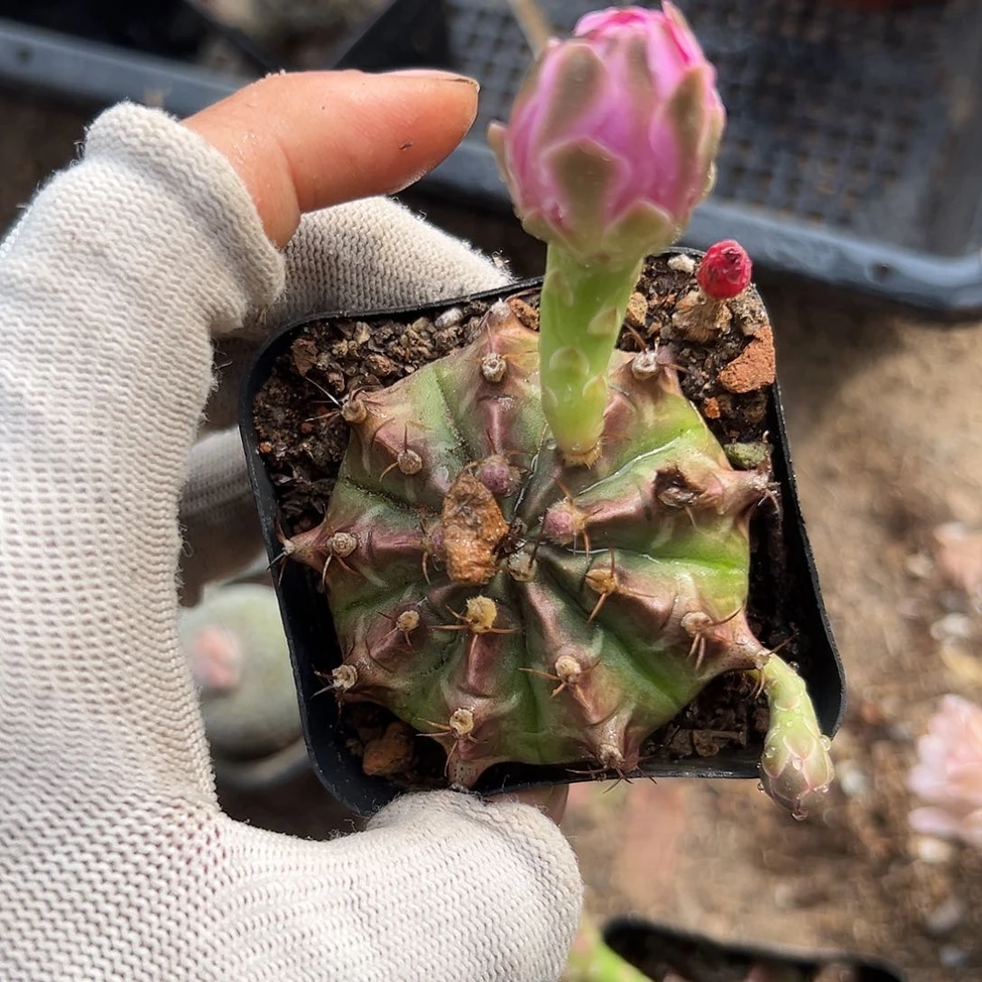 嘟嘟植物中中央音乐学院