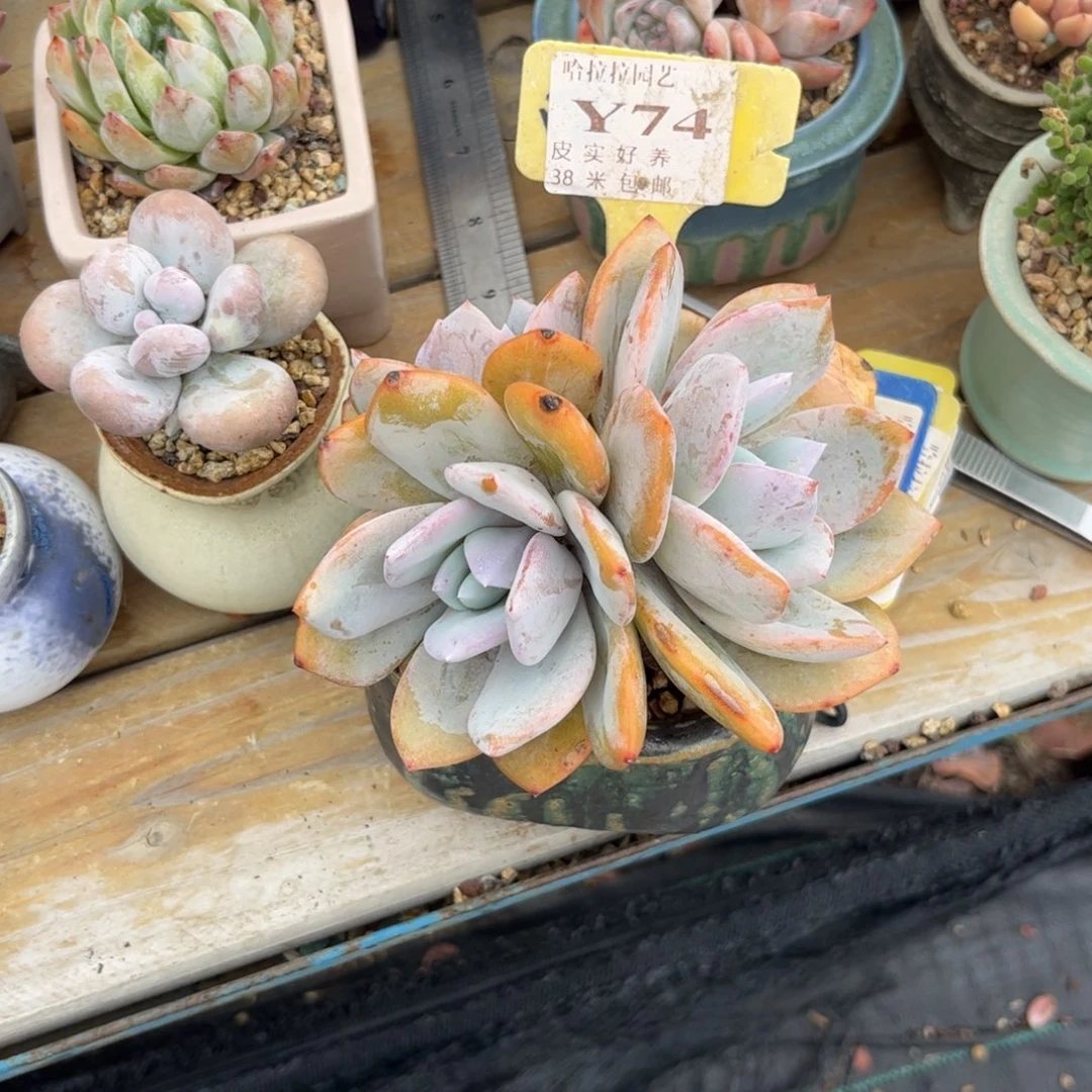 S****?多肉植物11111111111