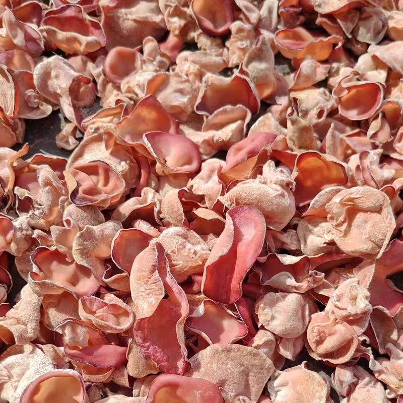 深山 贵妃木耳 粉木耳 肉厚鲜嫩