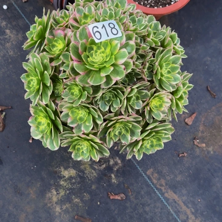 *****000 0 00000618玉芙蓉