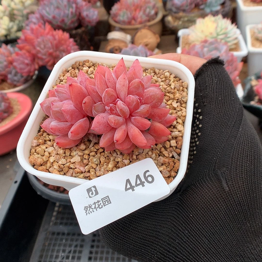 446日本雪天使多肉植物6666