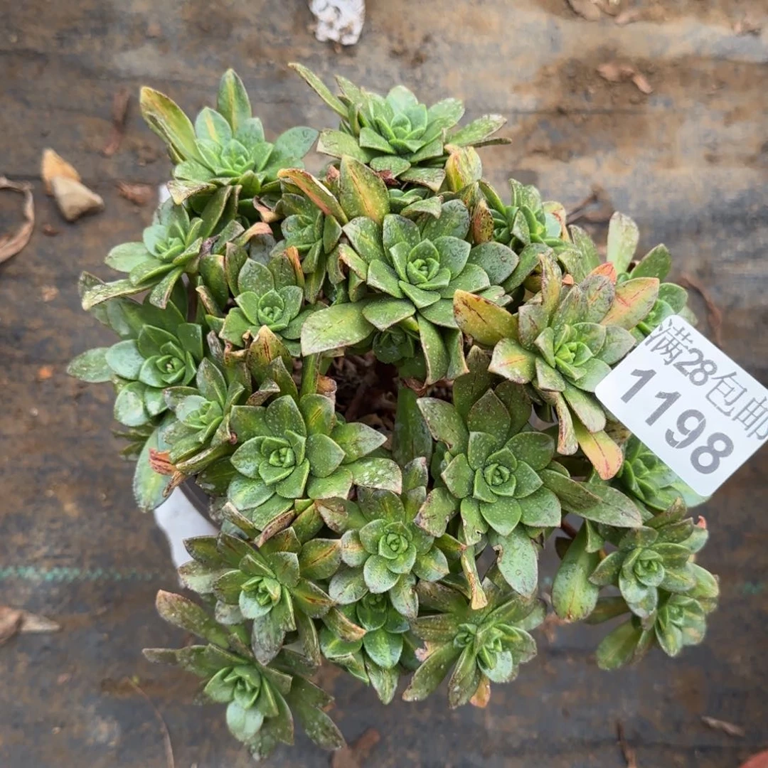 花茶多肉1198满28包邮断枝不包