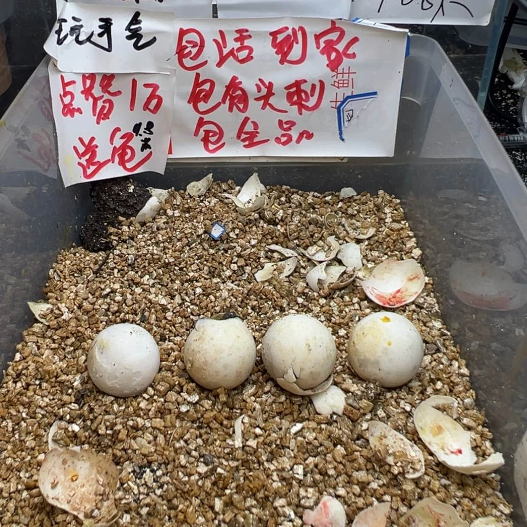 母小鳄龟?**?不退不换