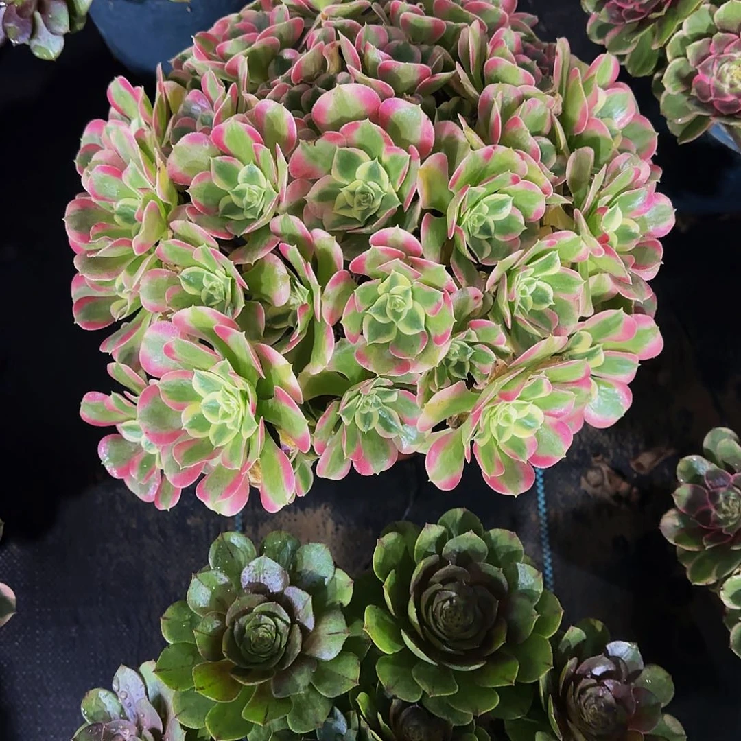 老庄白凤法师48.8