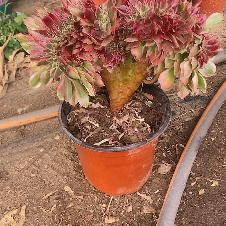 772粉女妖缀化老板子法师