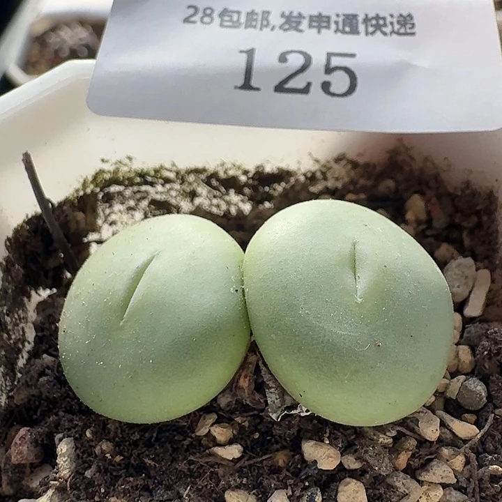 125 白花大g。