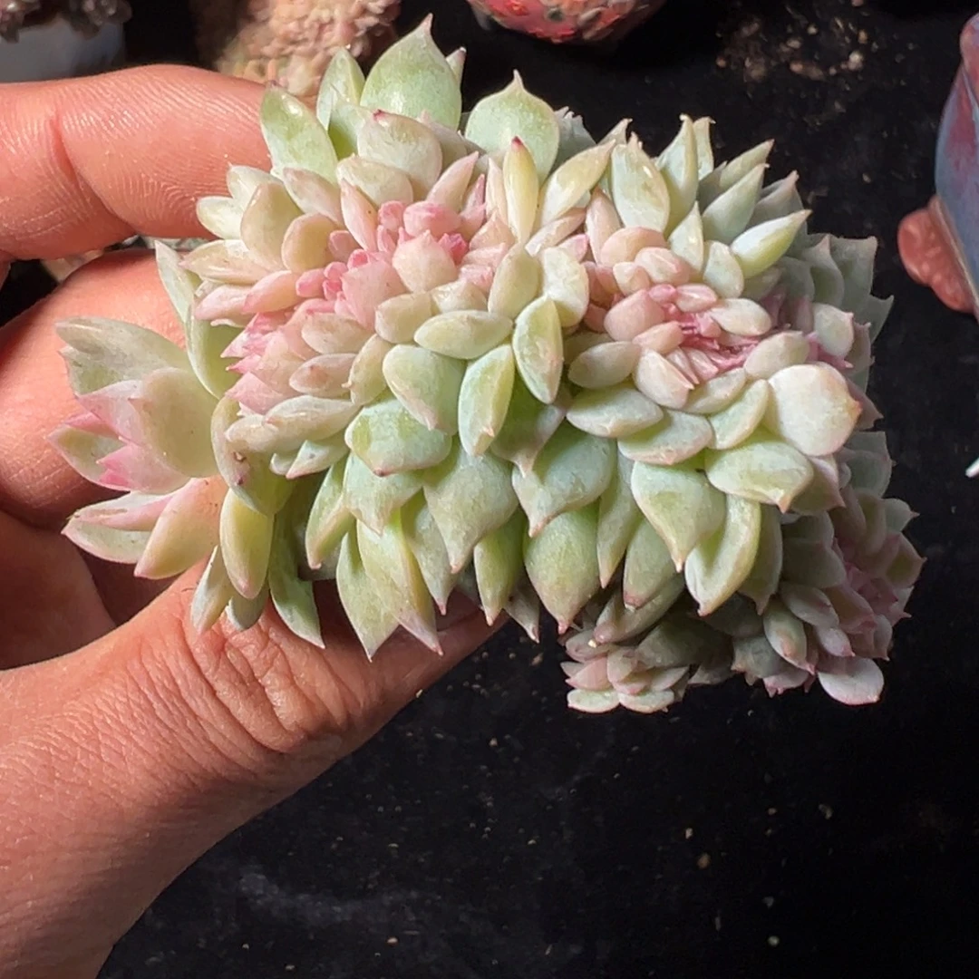 新年快乐新年快乐